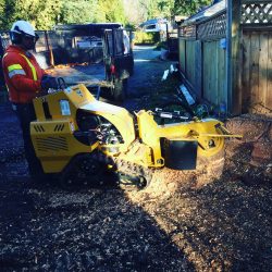 Mulching and Grinding Stumps in Langley, B.C.